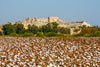 Turkish Cotton vs. Egyptian Cotton: What’s the Difference?