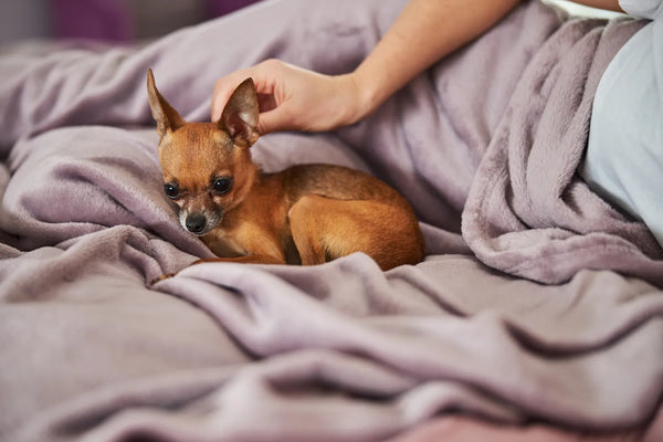 Why does my dog scratch my bed cheap