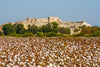 A vast field of mature cotton plants with white bolls ready for harvest, leading toward a line of green trees and ancient stone ruins under a clear blue sky.