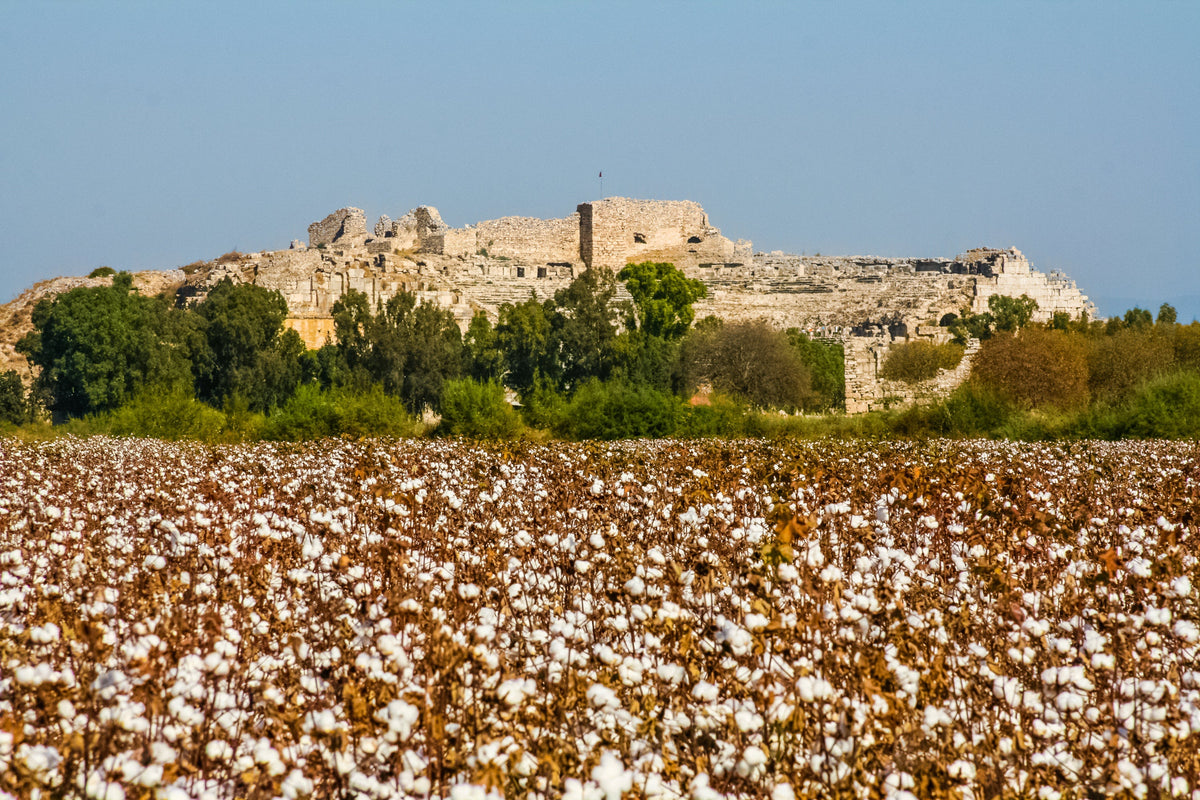 A vast field of mature cotton plants with white bolls ready for harvest, leading toward a line of green trees and ancient stone ruins under a clear blue sky.