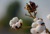 What Is Sateen: Egyptian Cotton vs. Sateen Cotton