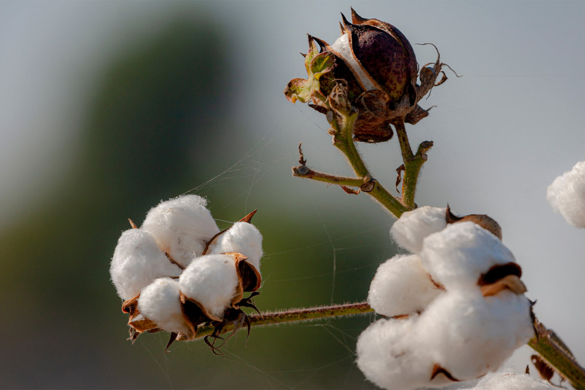 What Is Sateen: Egyptian Cotton vs. Sateen Cotton
