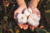 Hands holding organic cotton ready for natural fabric production