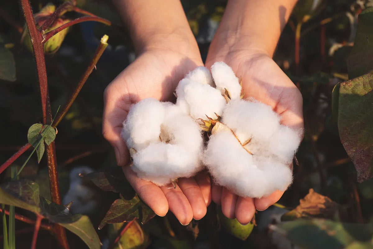 Hands holding organic cotton ready for natural fabric production
